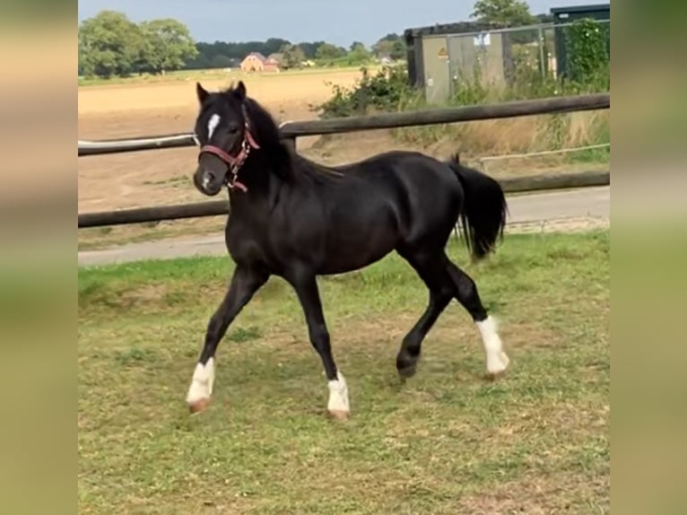 Welsh-A Étalon 2 Ans 110 cm Noir in Baak