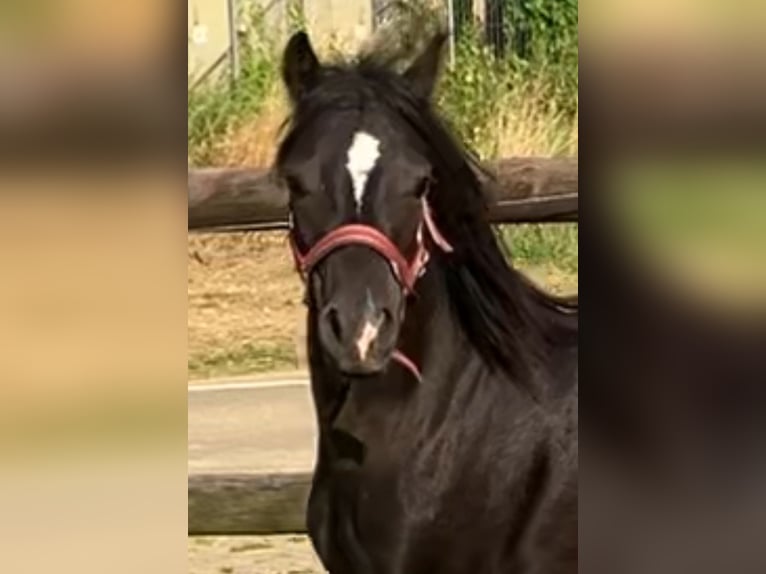 Welsh-A Étalon 2 Ans 110 cm Noir in Baak