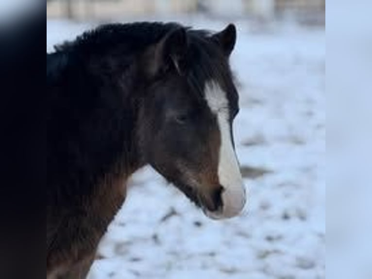 Welsh-A Étalon 2 Ans 115 cm Bai brun in Friedrichroda