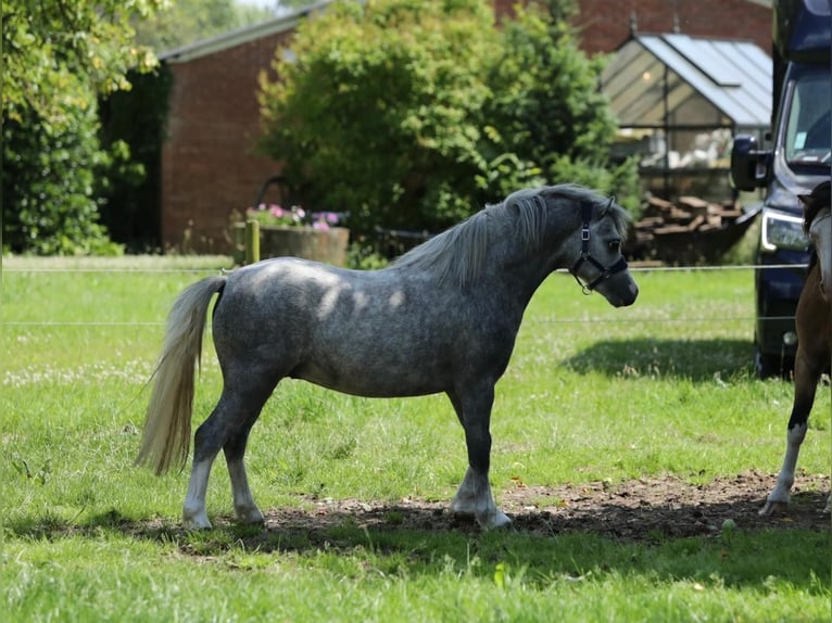 Welsh-A Étalon 2 Ans 115 cm Gris in Aalten