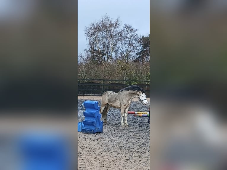 Welsh-A Croisé Étalon 2 Ans 117 cm Buckskin in Stockport