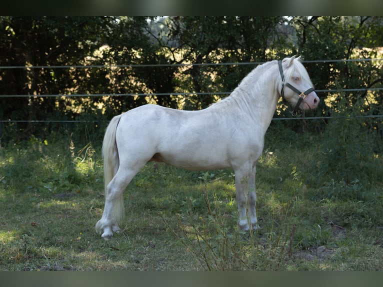 Welsh-A Étalon 2 Ans 118 cm Cremello in Schönberg