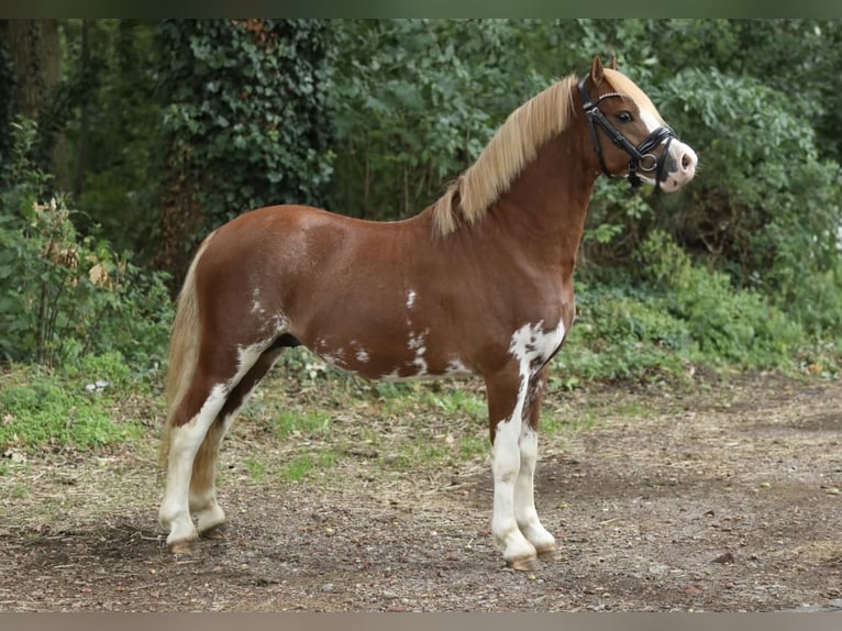 Welsh-A Étalon 2 Ans 120 cm Alezan in Aalten