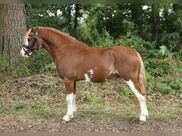 Welsh-A Étalon 2 Ans 120 cm Alezan in Aalten