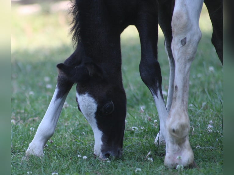 Welsh-A Étalon 2 Ans Gris in Erwitte