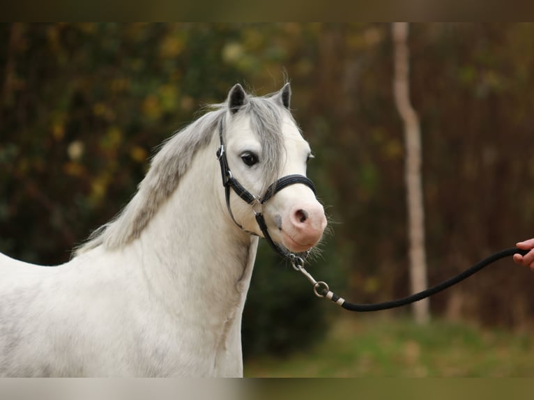 Welsh-A Étalon 3 Ans 116 cm Gris in Ruinerwold