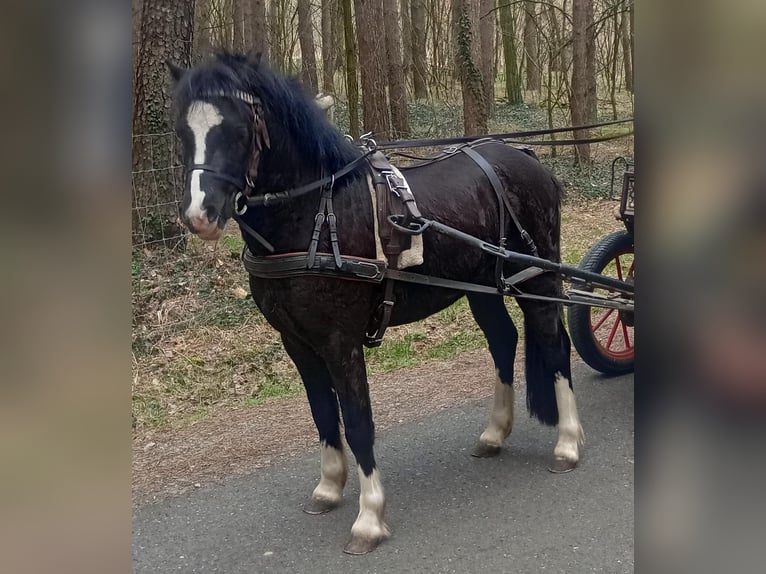 Welsh-A Étalon 3 Ans 118 cm Noir in Lübbenau