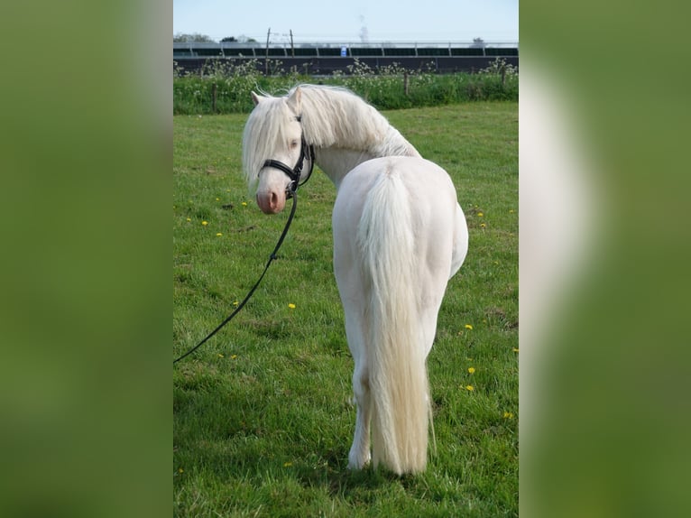 Welsh-A Étalon 3 Ans 120 cm Cremello in Zoelen