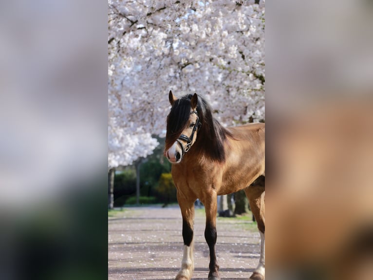 Welsh-A Étalon 3 Ans 122 cm Buckskin in Heemskerk