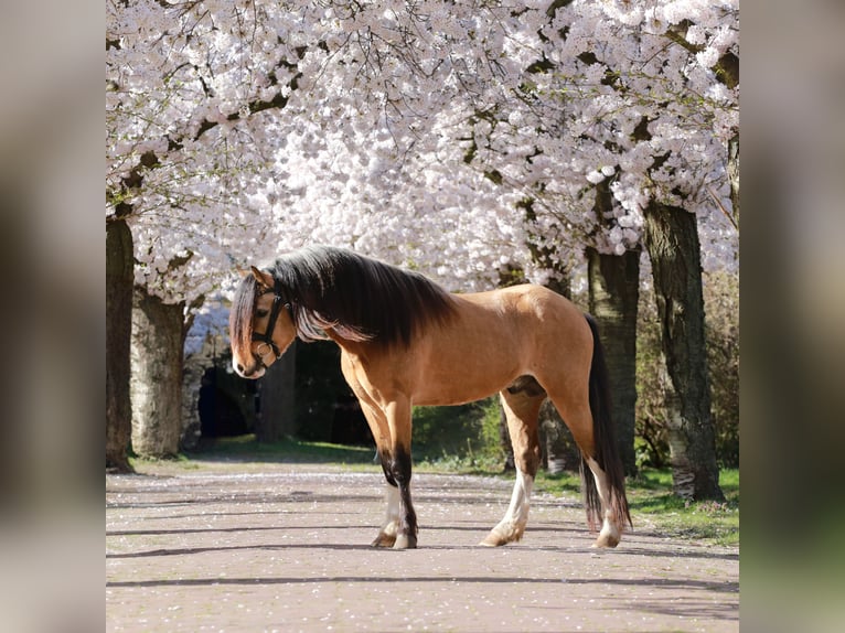 Welsh-A Étalon 3 Ans 122 cm Buckskin in Heemskerk