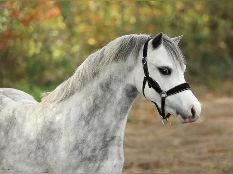 Welsh-A Étalon 3 Ans 122 cm Gris in Aalten