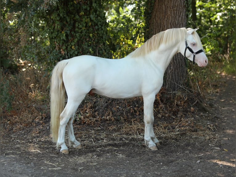 Welsh-A Étalon 3 Ans 123 cm Cremello in Aalten