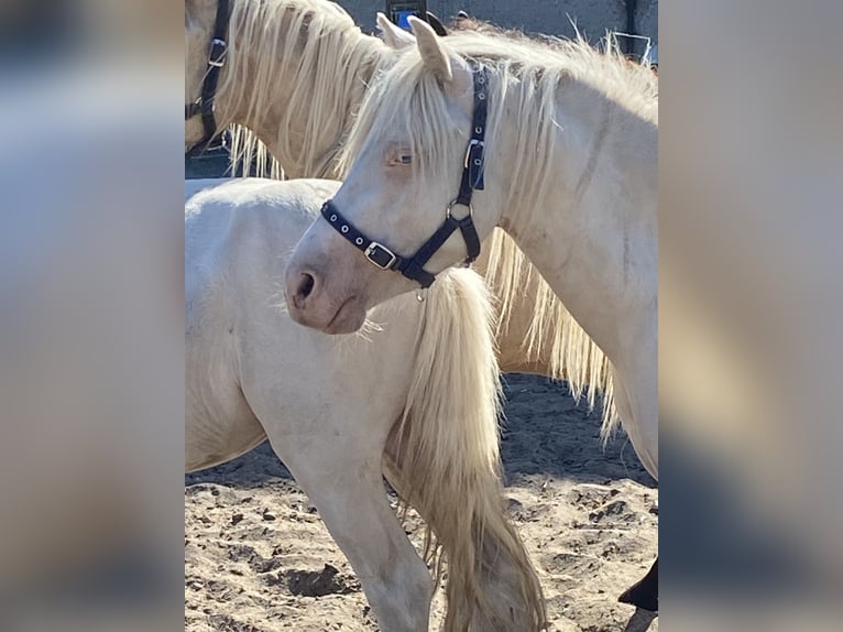 Welsh-A Étalon 3 Ans Cremello in Herzberg
