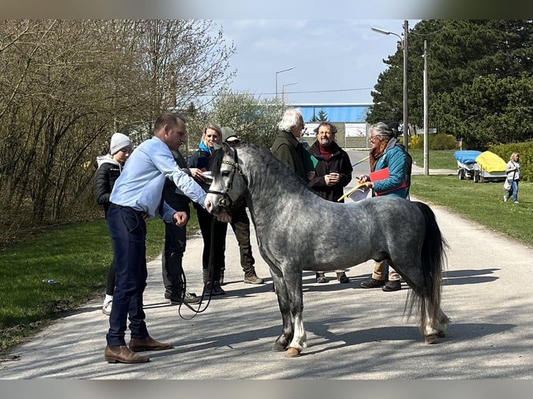 Welsh-A Étalon 4 Ans 112 cm Gris in Mörbisch