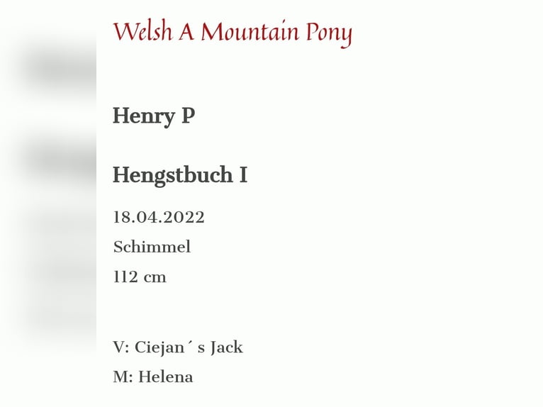 Welsh-A Étalon 4 Ans 114 cm Rouan bleu in Mörbisch am See