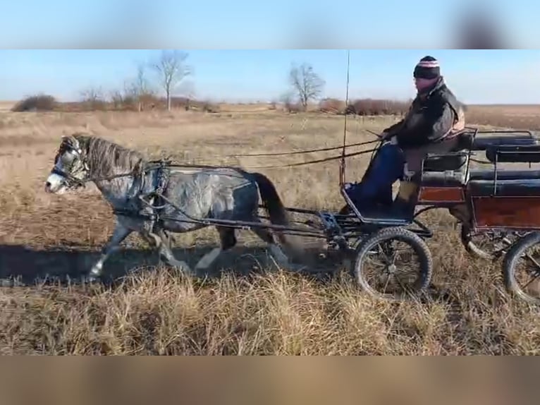 Welsh-A Étalon 4 Ans 114 cm Rouan bleu in Mörbisch am See