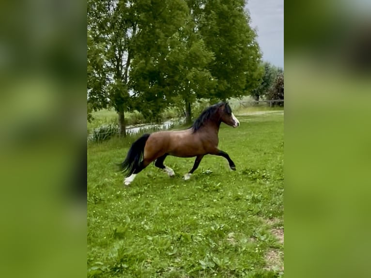 Welsh-A Étalon 4 Ans 117 cm Bai in Easterein