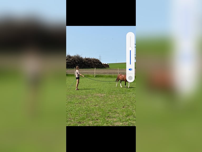 Welsh-A Étalon 4 Ans 121 cm Bai in Obing