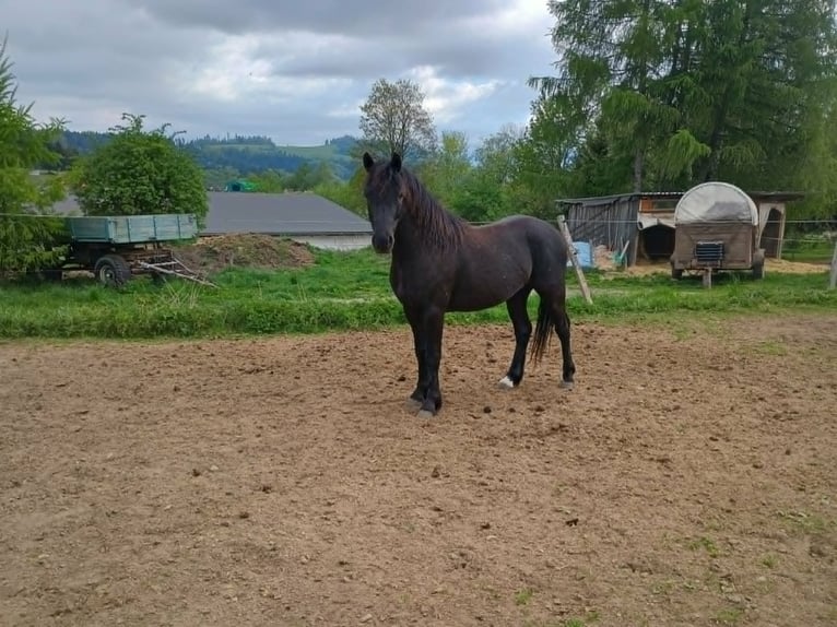 Welsh-A Étalon 4 Ans  in Hanušovice