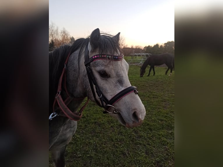Welsh-A Étalon 5 Ans 115 cm Peut devenir gris in Kędzierzyń-kozle