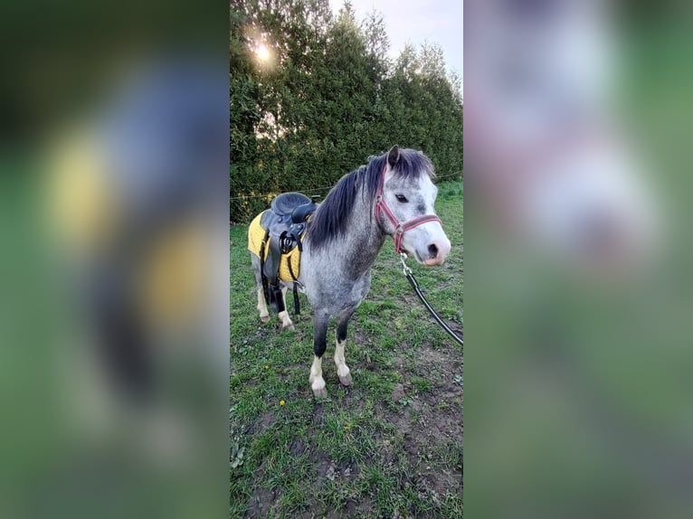 Welsh-A Étalon 5 Ans 115 cm Peut devenir gris in Kędzierzyń-kozle