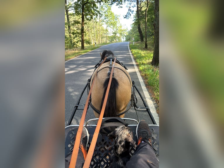 Welsh-A Étalon 5 Ans 120 cm Buckskin in Petershain