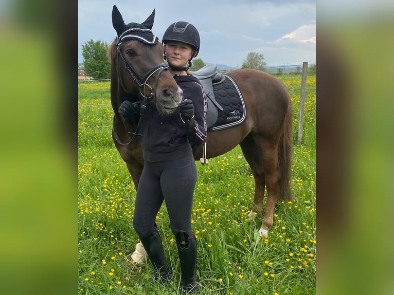 Welsh-A Croisé Étalon 5 Ans 146 cm Bai brun in Köln