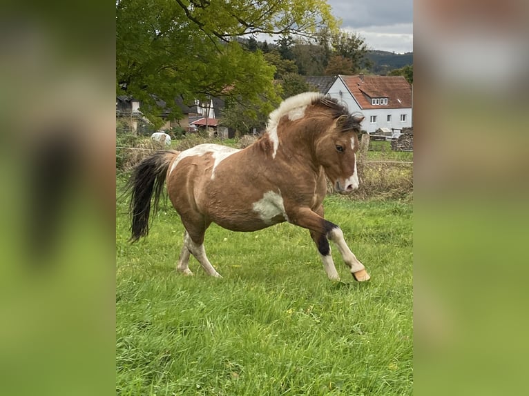 Welsh-A Croisé Étalon 8 Ans 115 cm Pinto in Brilon