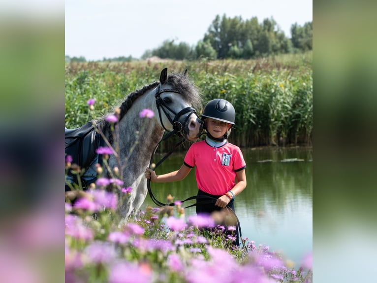 Welsh-A Étalon 8 Ans 117 cm Gris in Werkendam