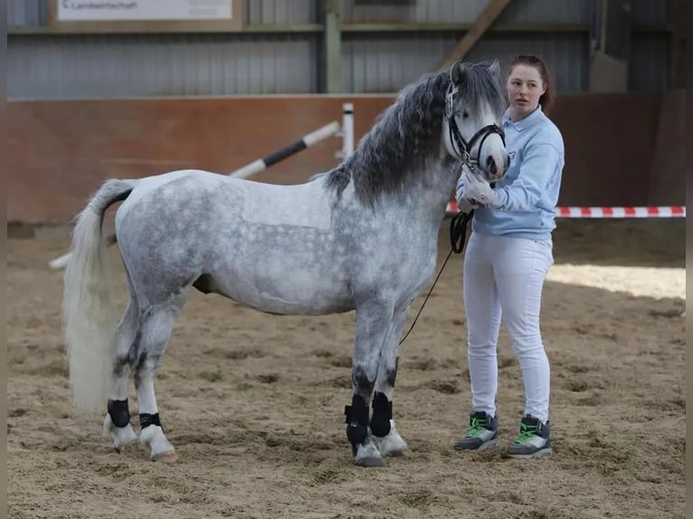 Welsh-A Étalon 8 Ans Gris in Süderlügum