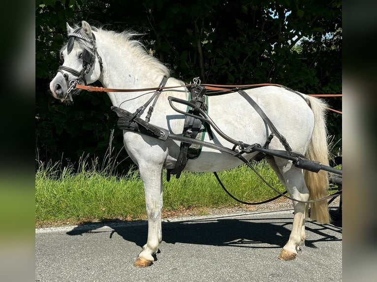 Welsh-A Étalon 8 Ans Gris in Süderlügum