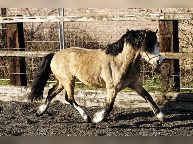 Welsh-A Étalon in Meerbusch