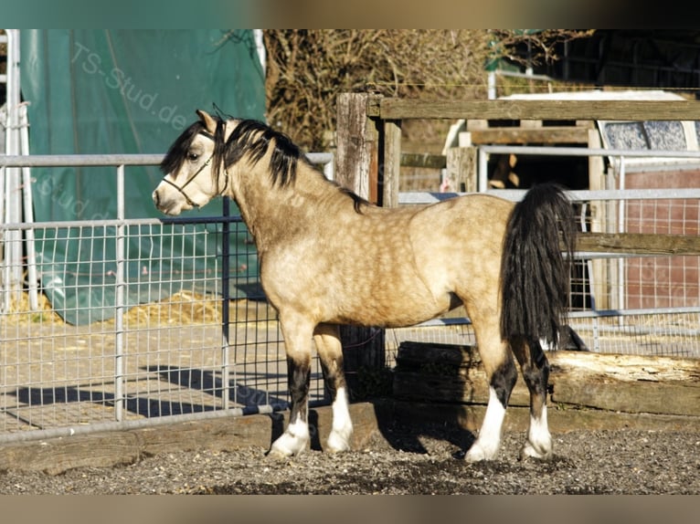 Welsh-A Étalon in Meerbusch