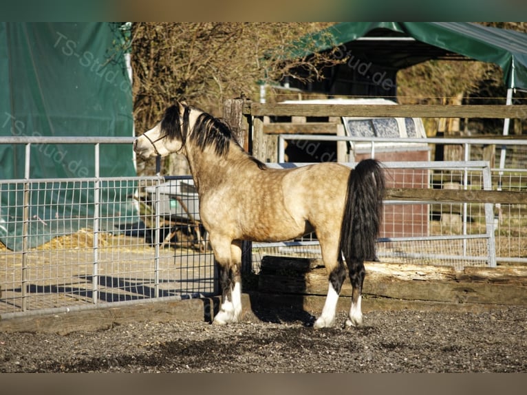 Welsh-A Étalon in Meerbusch