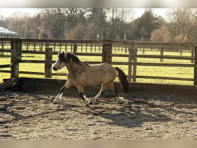 Welsh-A Étalon in Meerbusch