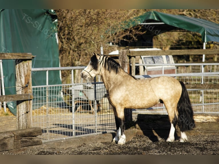 Welsh-A Étalon in Meerbusch