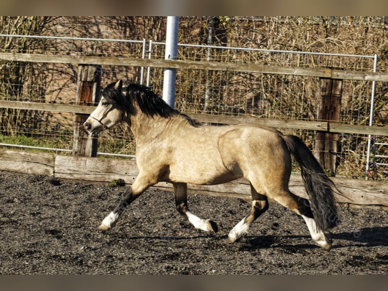 Welsh-A Étalon in Meerbusch