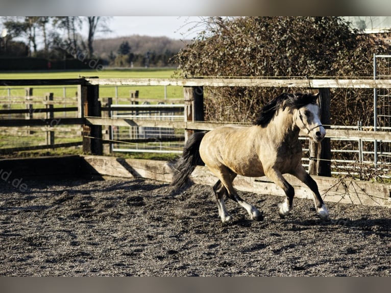 Welsh-A Étalon in Meerbusch