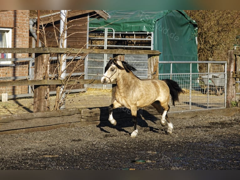 Welsh-A Étalon in Meerbusch