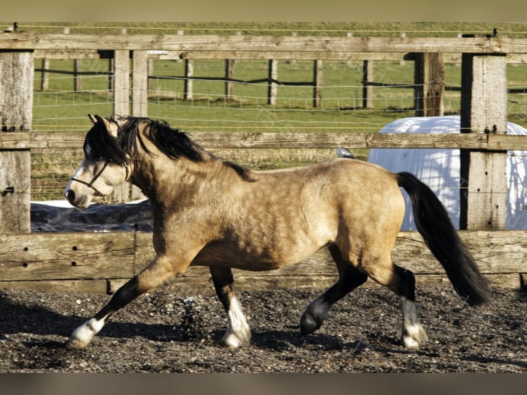 Welsh-A Étalon in Meerbusch
