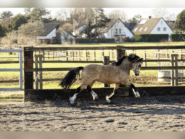 Welsh-A Étalon in Meerbusch