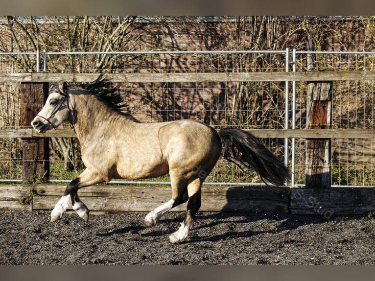 Welsh-A Étalon in Meerbusch