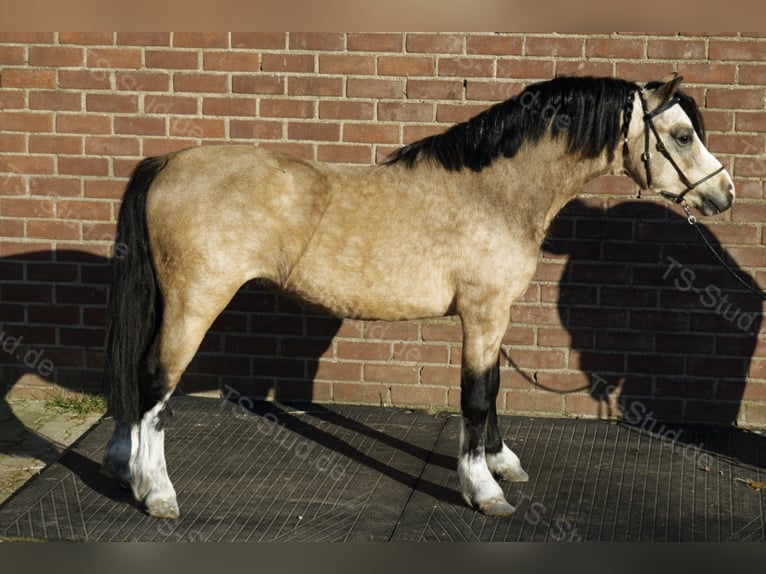 Welsh-A Étalon in Meerbusch