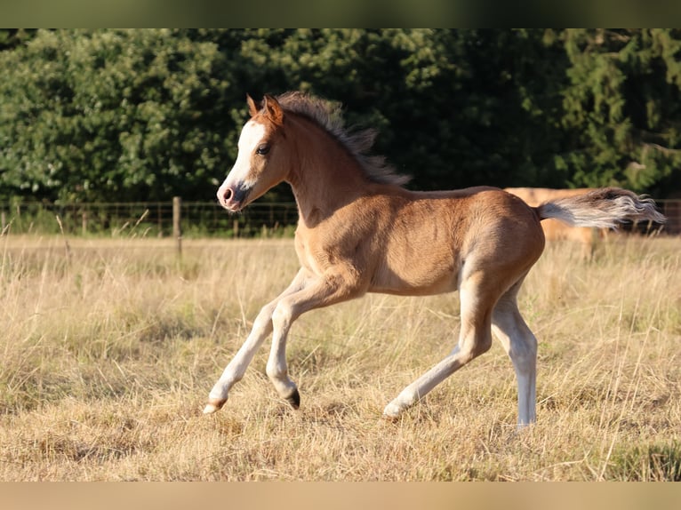 Welsh-A Étalon Poulain (05/2025) 118 cm Bai in Kessel