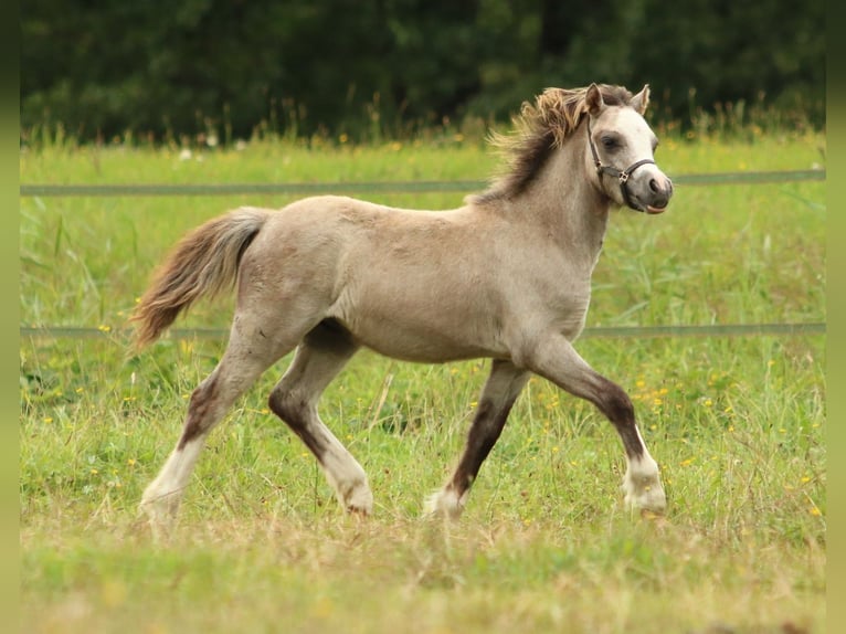 Welsh-A Étalon Poulain (03/2025) 118 cm Gris in Ruinerwold