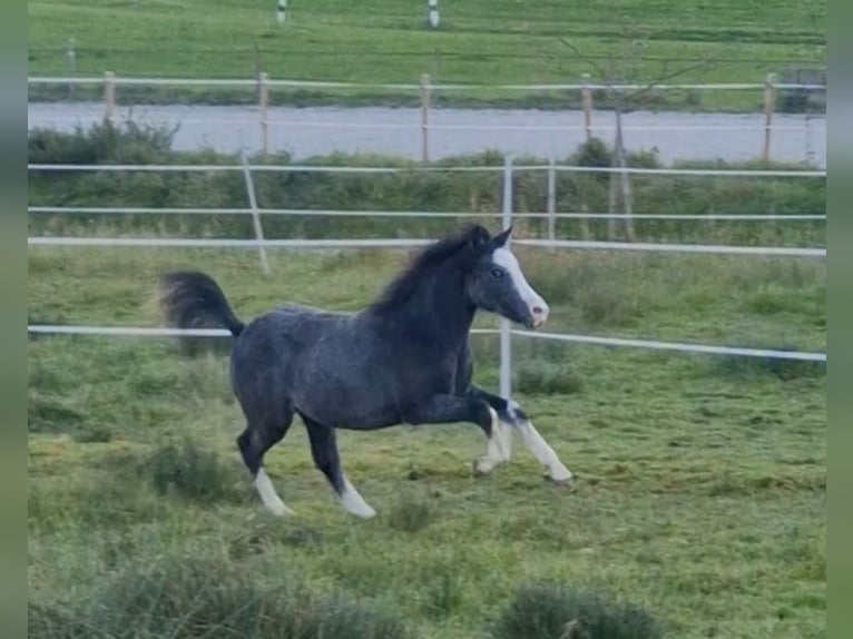 Welsh-A Étalon Poulain (05/2025) 120 cm Gris in Kiefersfelden
