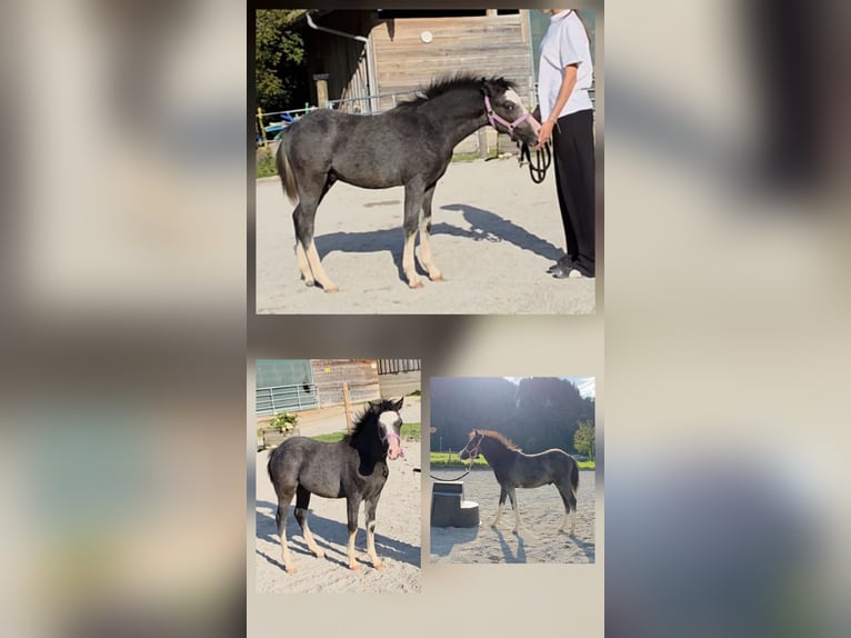 Welsh-A Étalon Poulain (05/2025) 120 cm Gris in Kiefersfelden