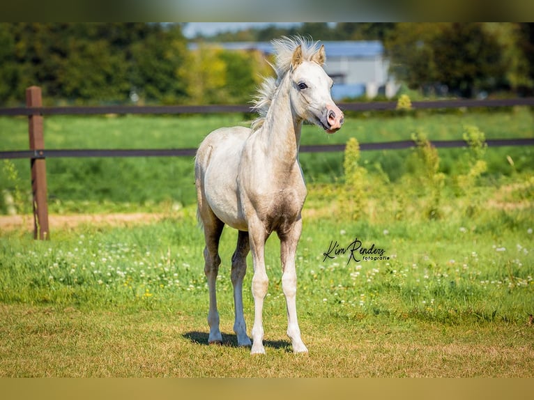 Welsh-A Étalon Poulain (04/2024) 120 cm Gris in Kessel