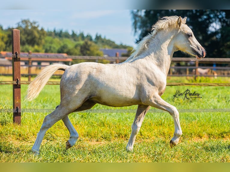 Welsh-A Étalon Poulain (04/2024) 120 cm Gris in Kessel