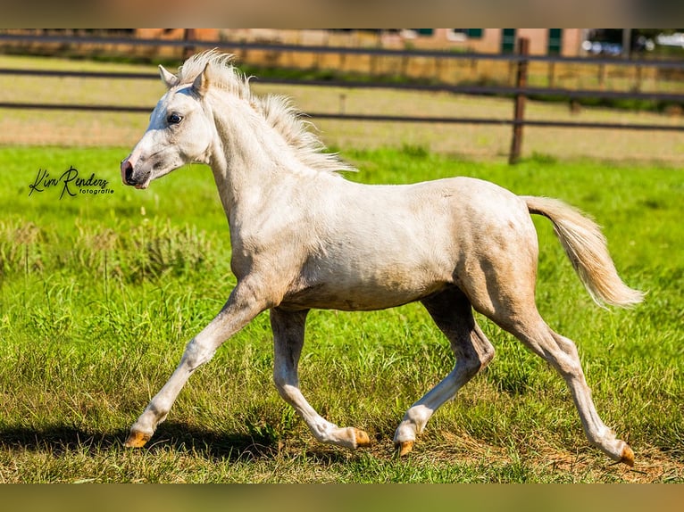 Welsh-A Étalon Poulain (04/2024) 120 cm Gris in Kessel